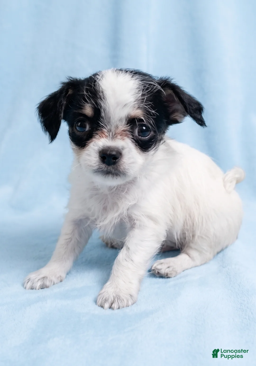 Mixed Breed dogs for sale: Tucker - Ad 1