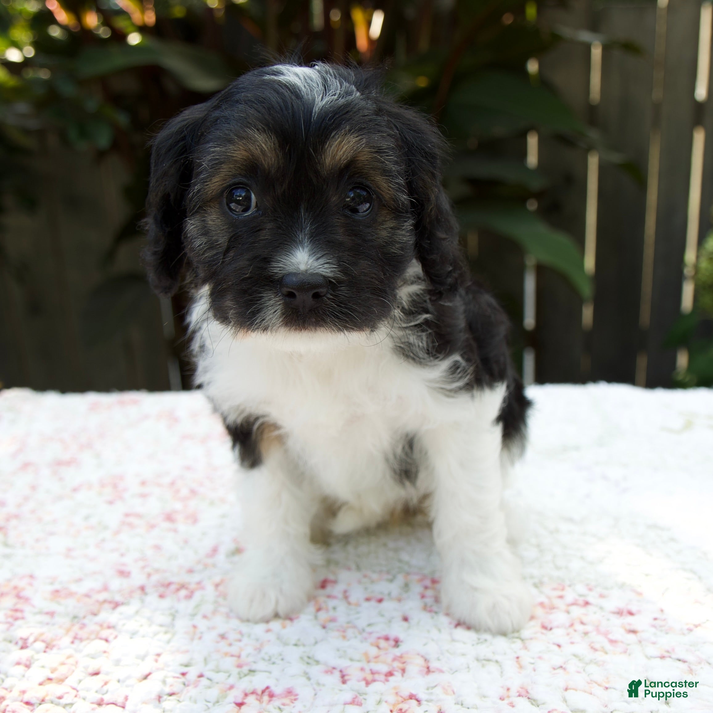 Cavapoo dogs Faith - Ad 2