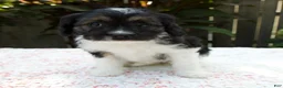 Cavapoo dogs for sale: Faith - Ad 2