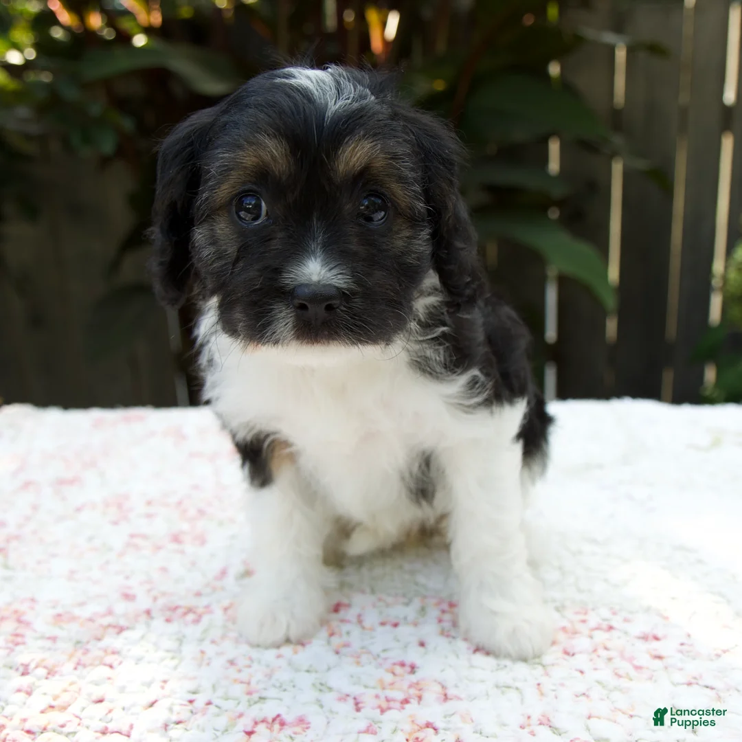 Cavapoo dogs for sale: Faith - Ad 2