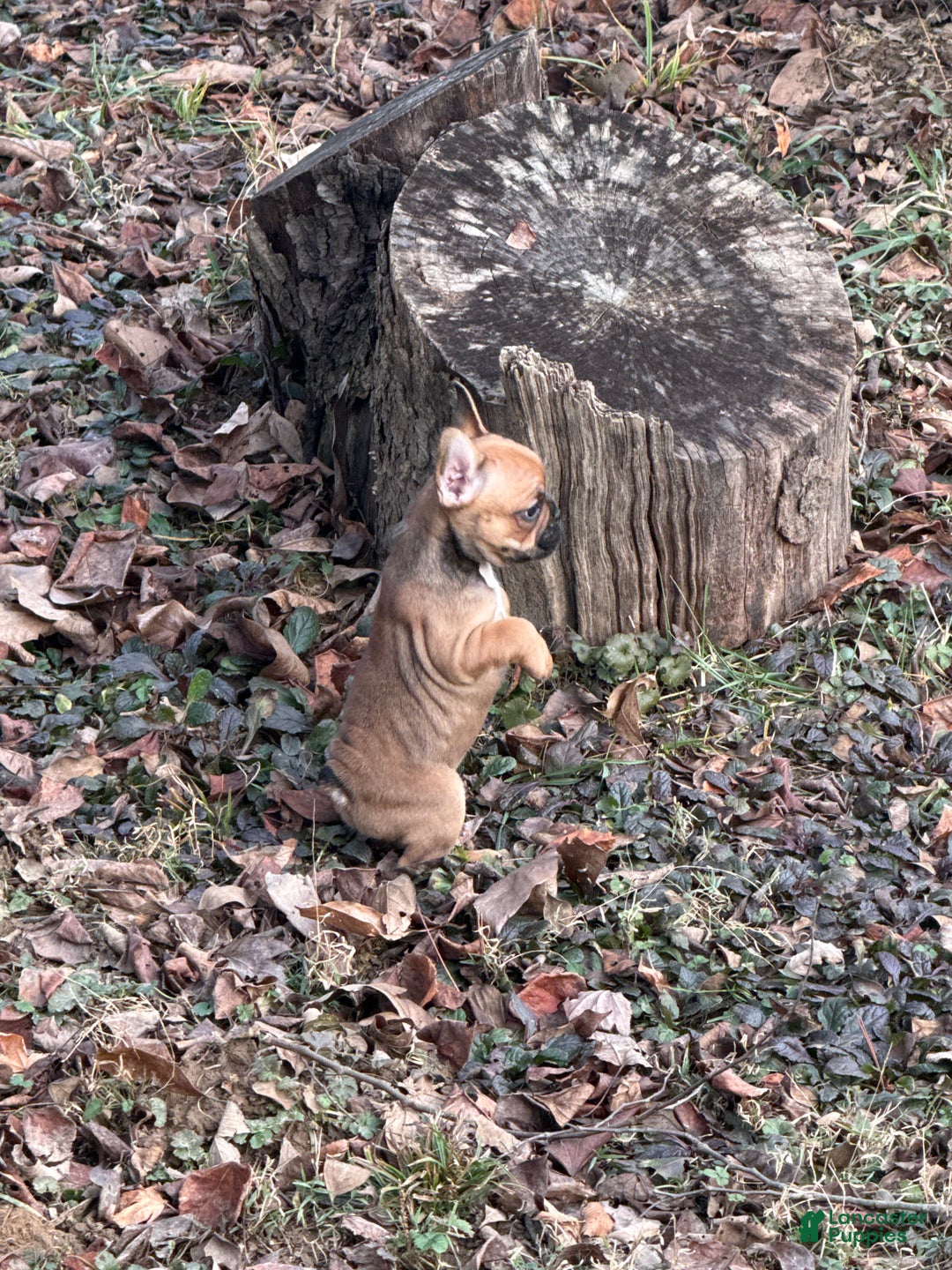 French Bulldog dogs for sale: Chocolate Obsession - Ad 9