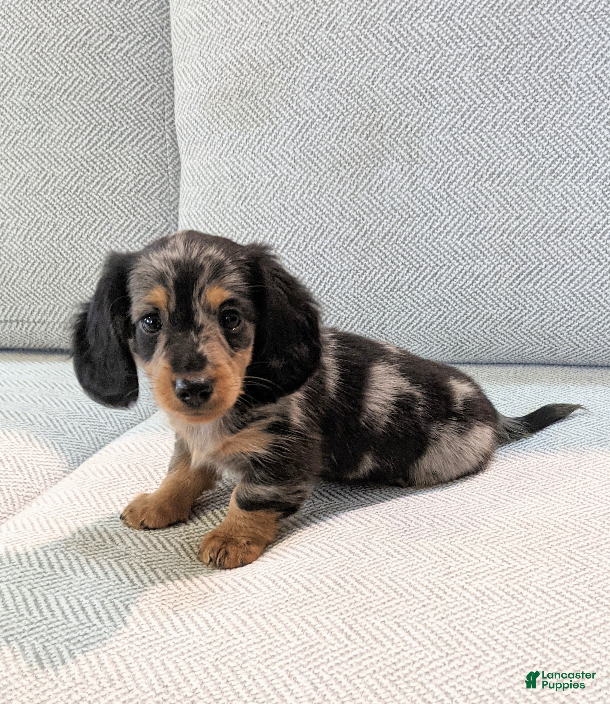 Miniature Dachshund dogs Frankie  - Ad 1