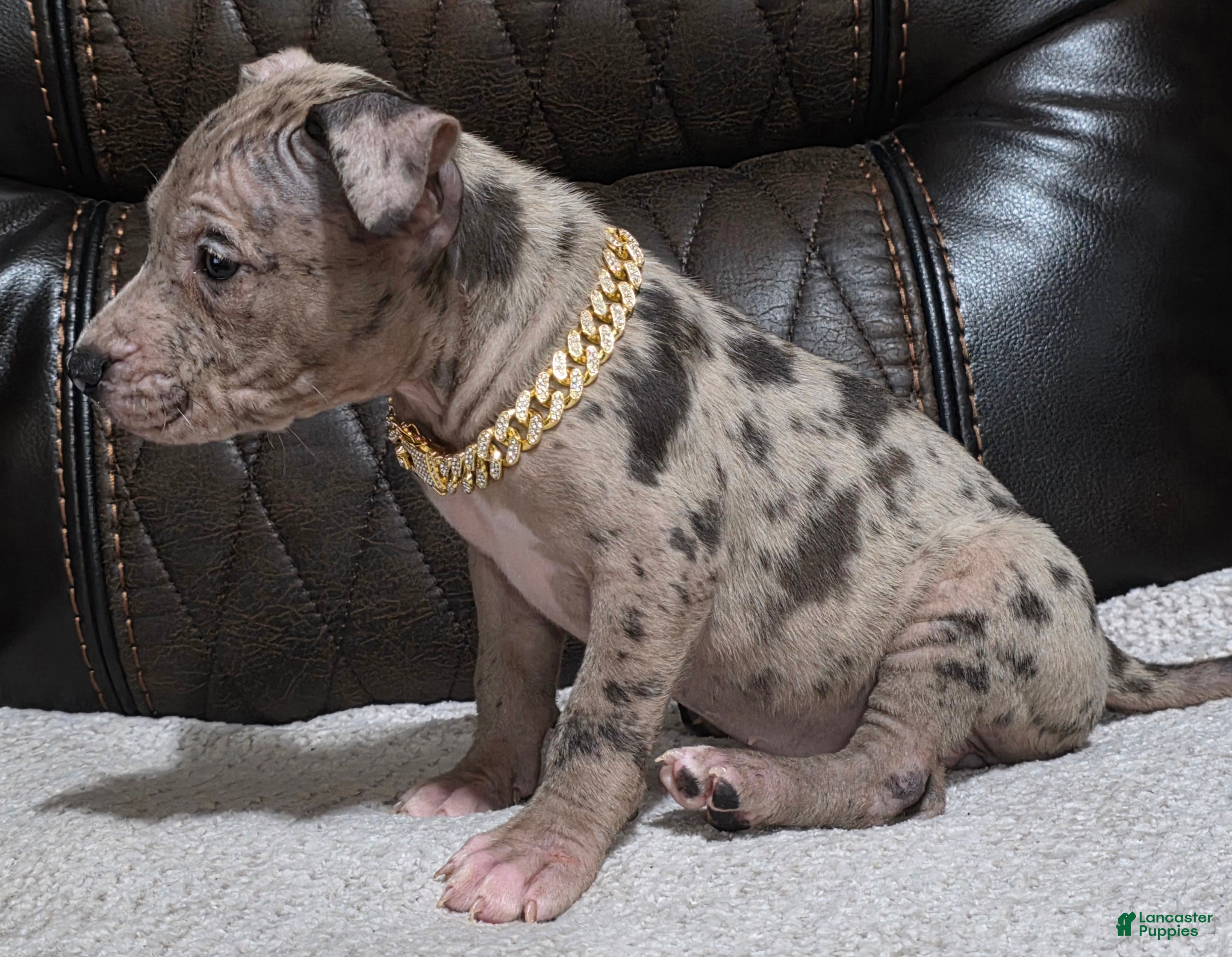 American Pit Bull Terrier dogs Milan - Ad 2