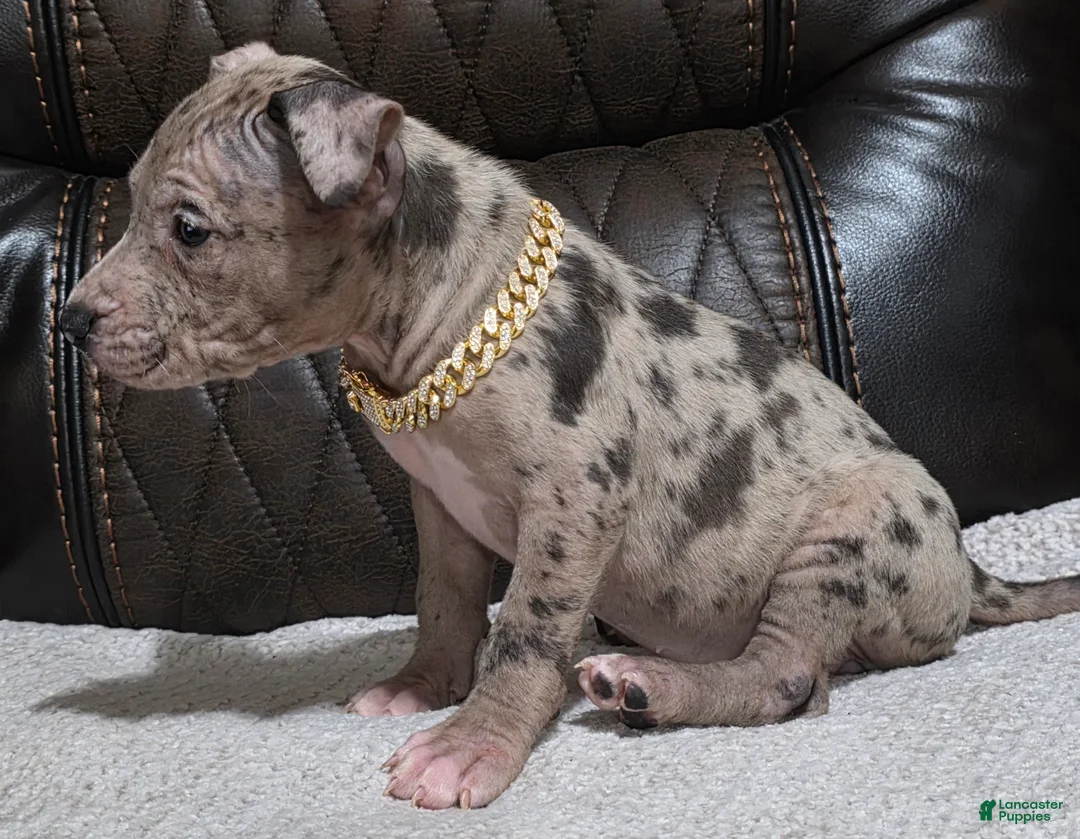 American Pit Bull Terrier dogs for sale: Milan - Ad 2