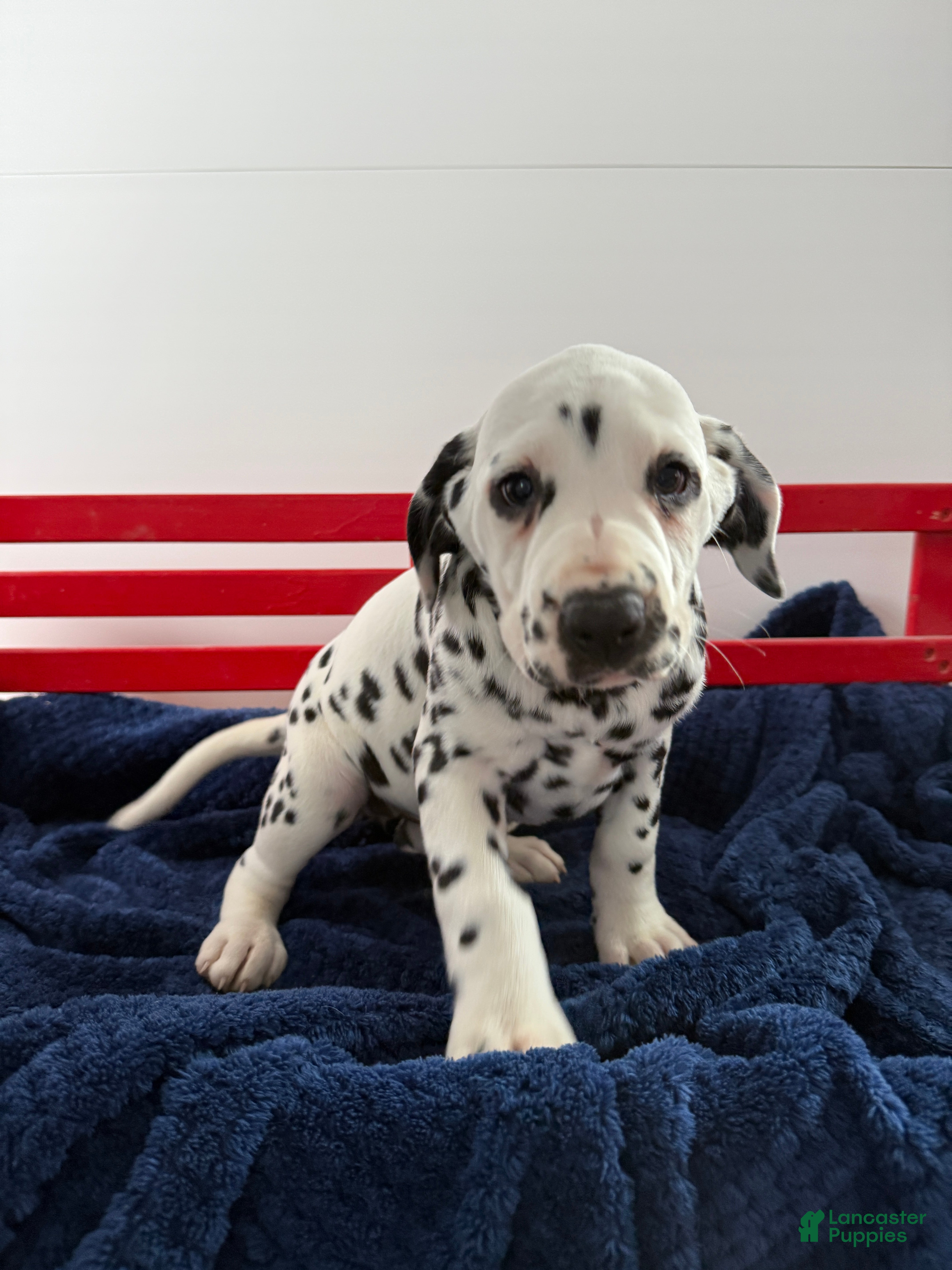Dalmatian dogs Tessa - Ad 3