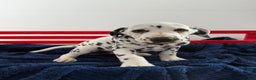 Dalmatian dogs for sale: Tessa - Ad 1