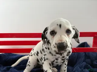 Dalmatian dogs Tessa - Ad 1