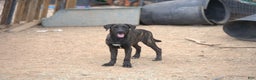 Mixed Breed dogs for sale: Tiger Tiscar Farm Dog - Ad 3