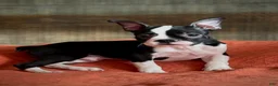 Boston Terrier dogs for sale: Boston Terrier 2 - Ad 3
