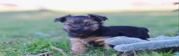 Yorkshire Terrier dogs for sale: Raven - Ad 7