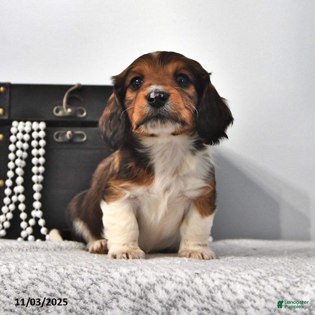 Miniature Dachshund dogs for sale: Sailor - Ad 2