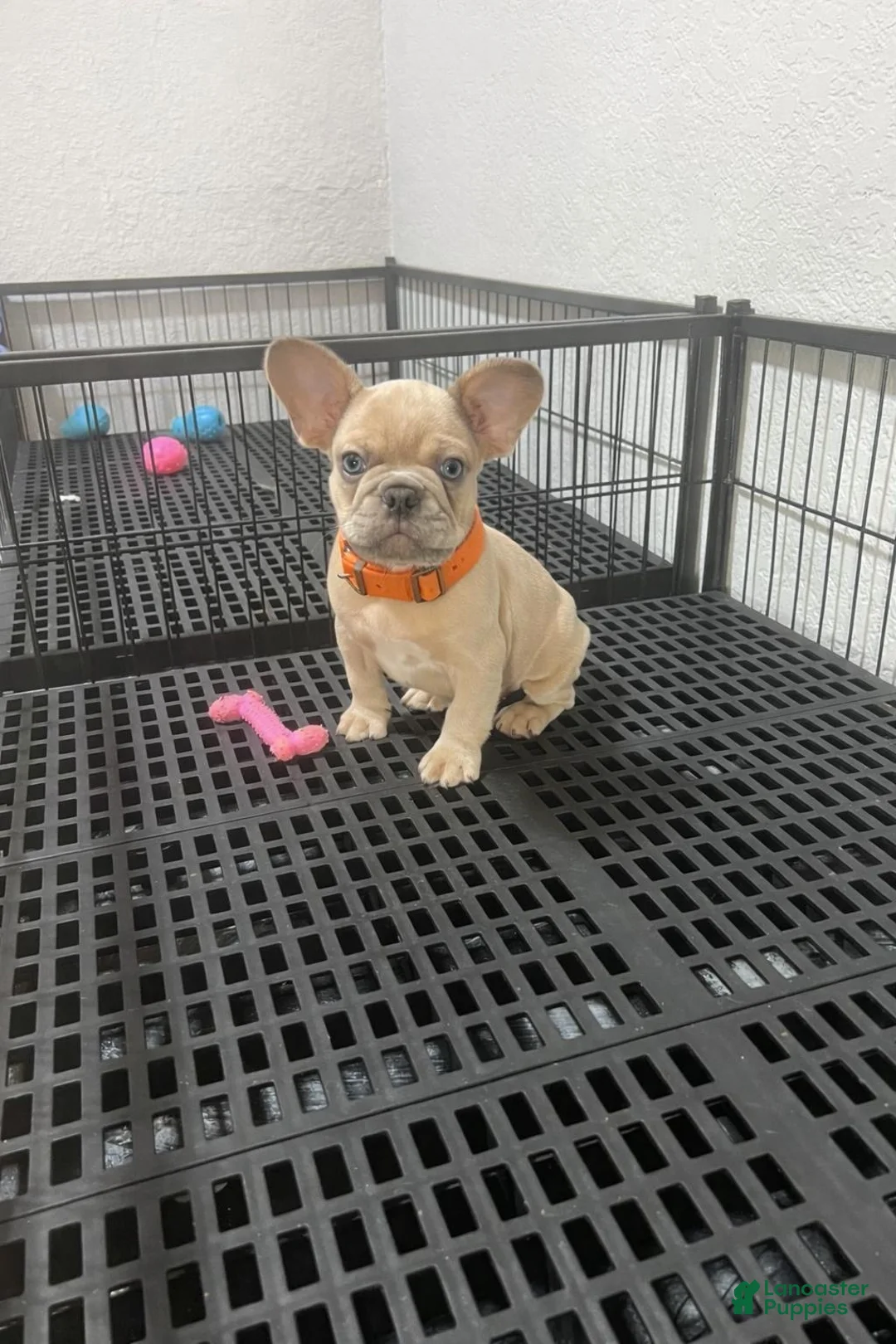 French Bulldog dogs for sale: Cody  - Ad 1