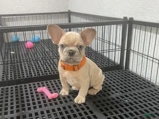 French Bulldog dogs Cody - Ad 30