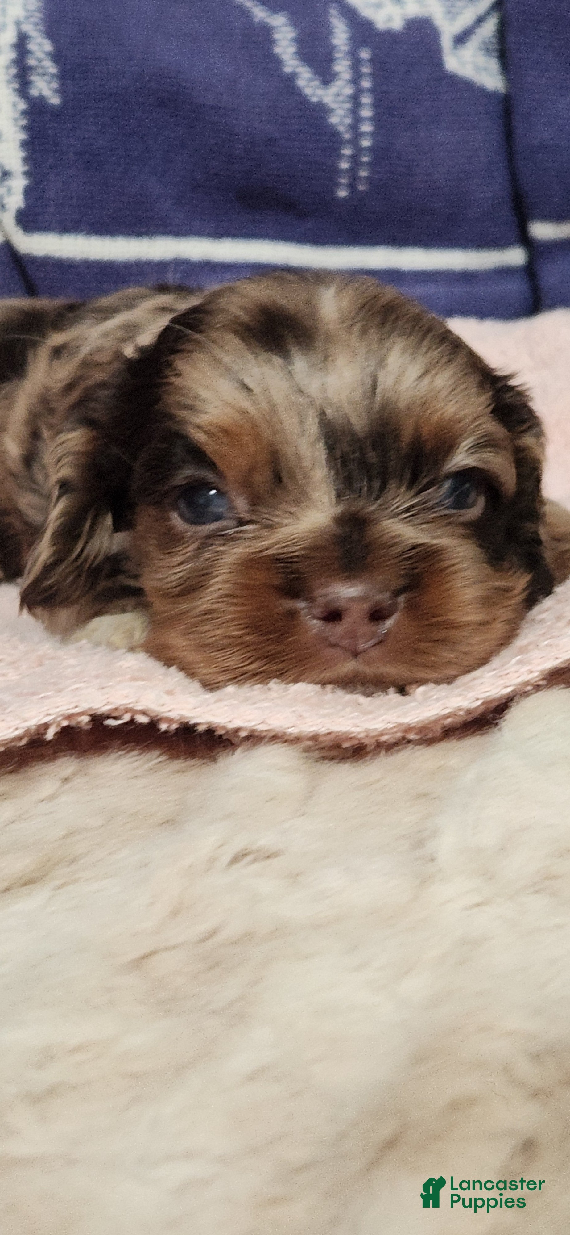 Cocker Spaniel dogs Cocker Spaniel 2 - Ad 1