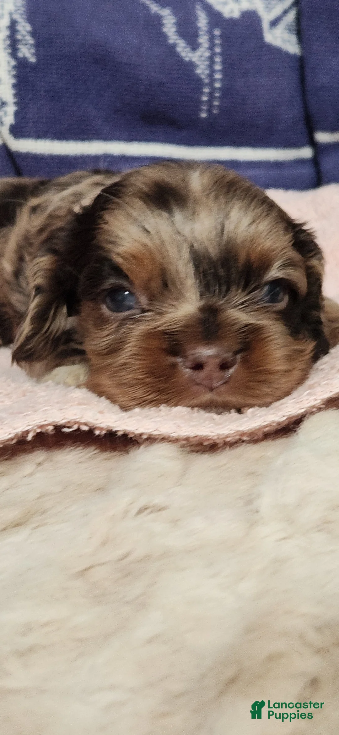 Cocker Spaniel dogs for sale: Cocker Spaniel 2 - Ad 1