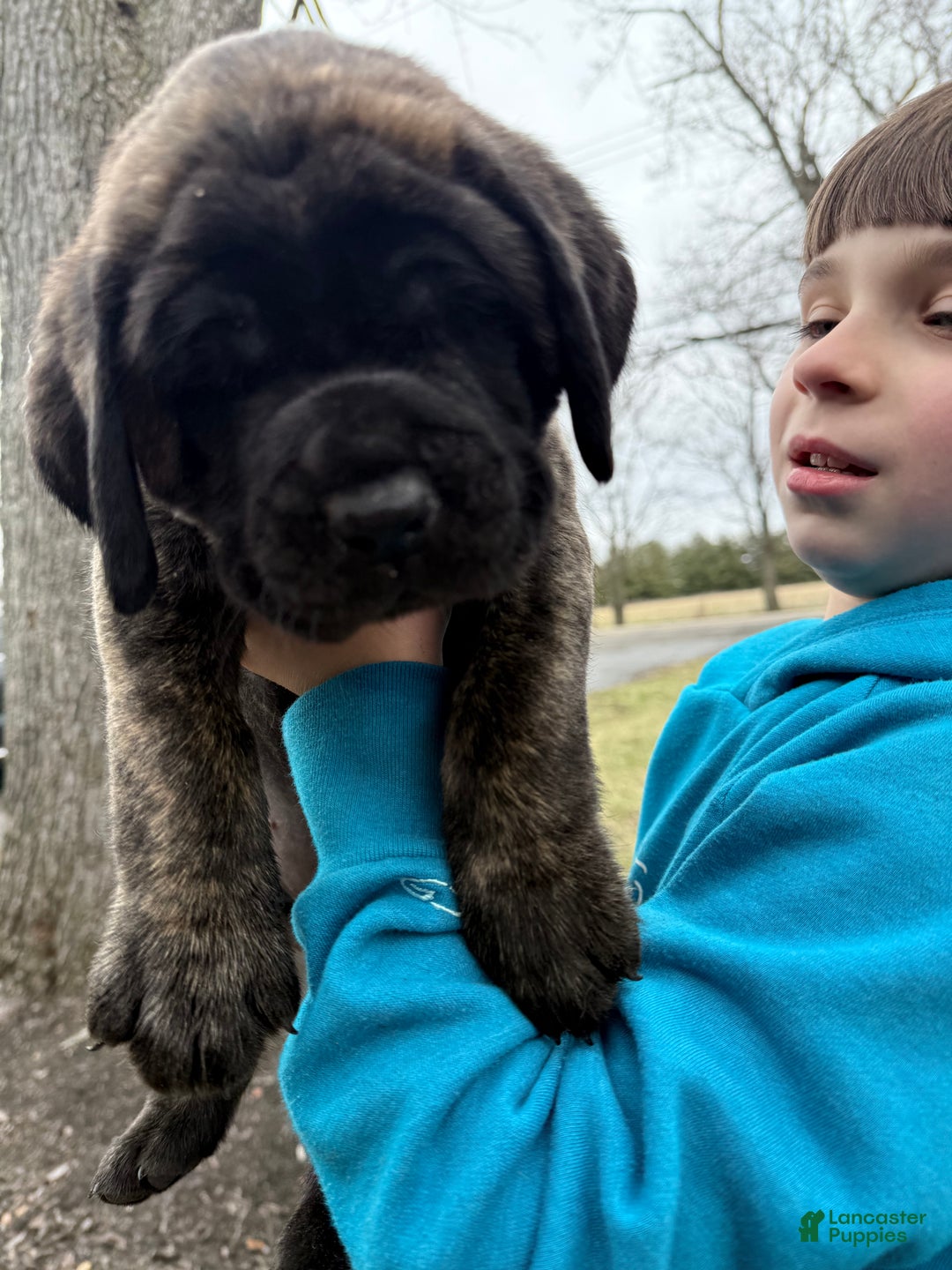 English Mastiff dogs for sale: English Mastiff Puppy “Purple” - Ad 4