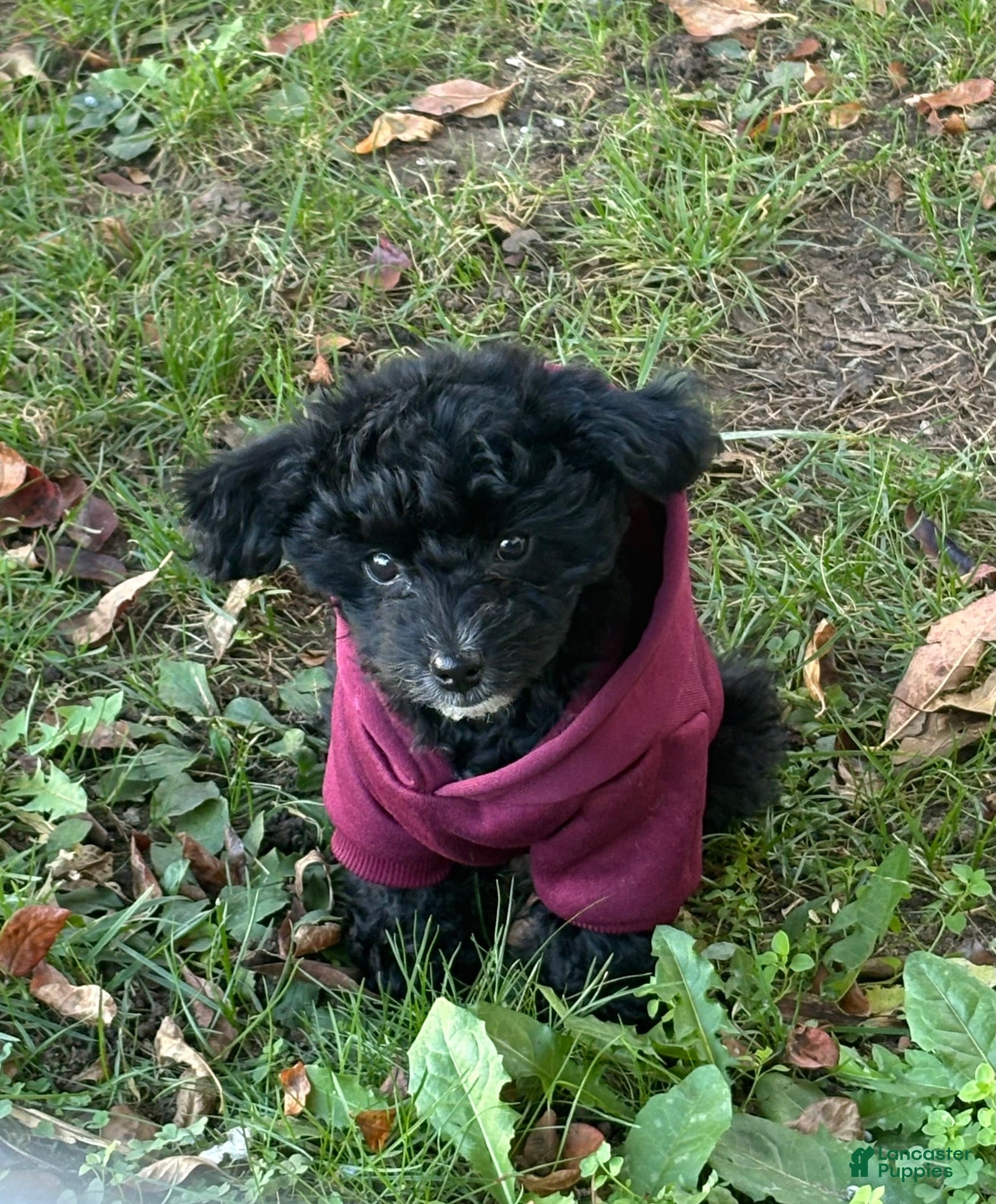 Yorkiepoo dogs for sale: Lisa - Ad 2