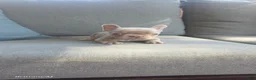 French Bulldog dogs for sale: French Bulldog 5 - Ad 3