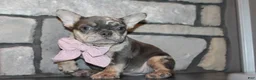 French Bulldog dogs for sale: AKC Bella - Ad 9
