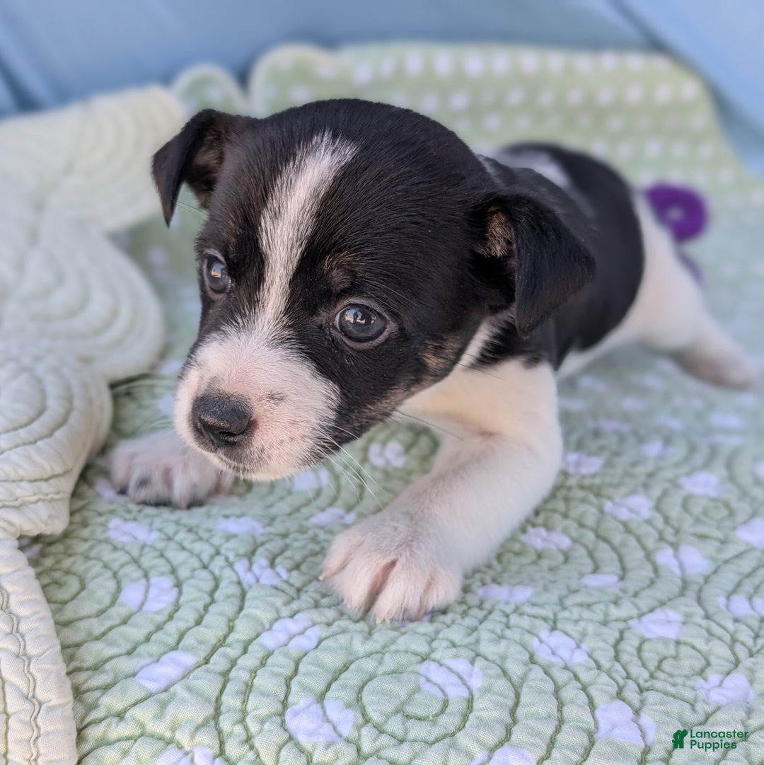 Rat Terrier dogs for sale: Pepper - Ad 6
