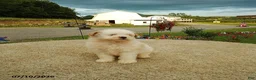 Pomapoo dogs for sale: Freddy - Ad 4