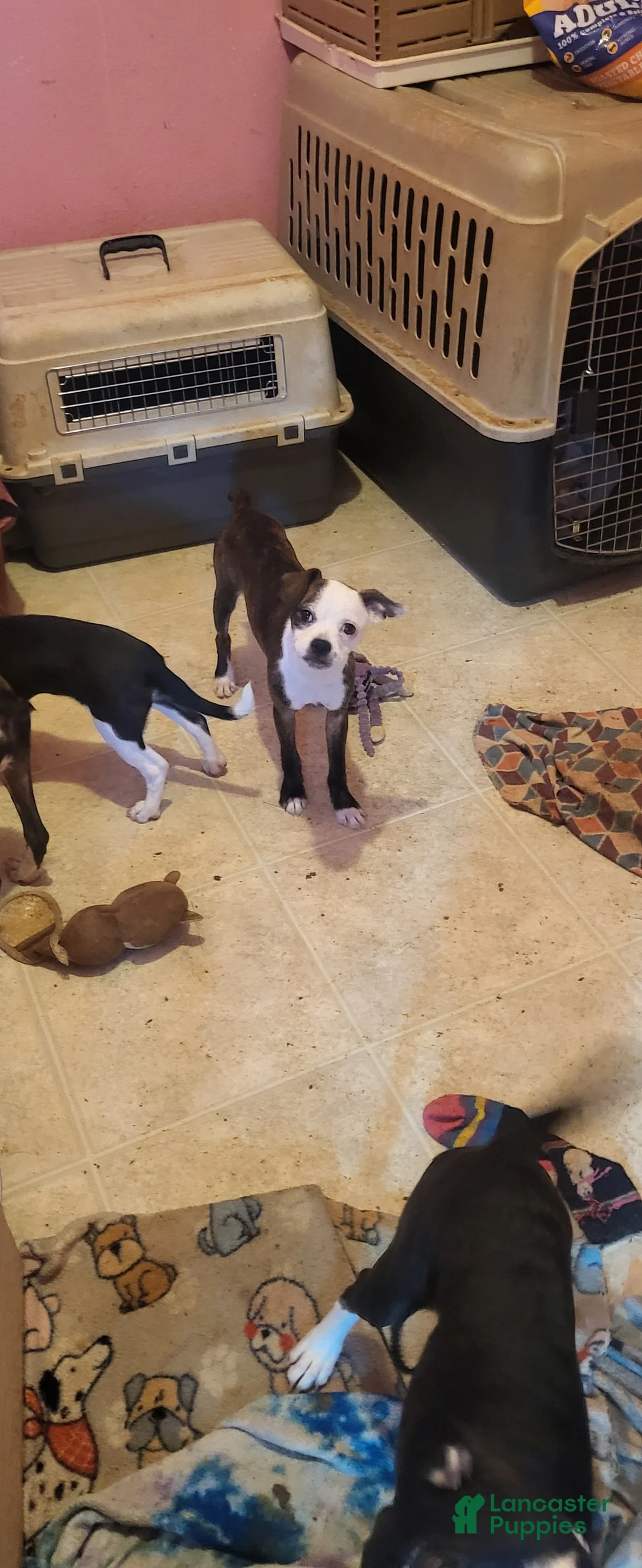 Mixed Breed dogs for sale: Mixed Breed 3 - Ad 1