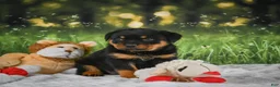 Rottweiler dogs for sale: Kenzie - Ad 7