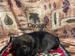 German Shepherd dogs Cooper - Ad 6