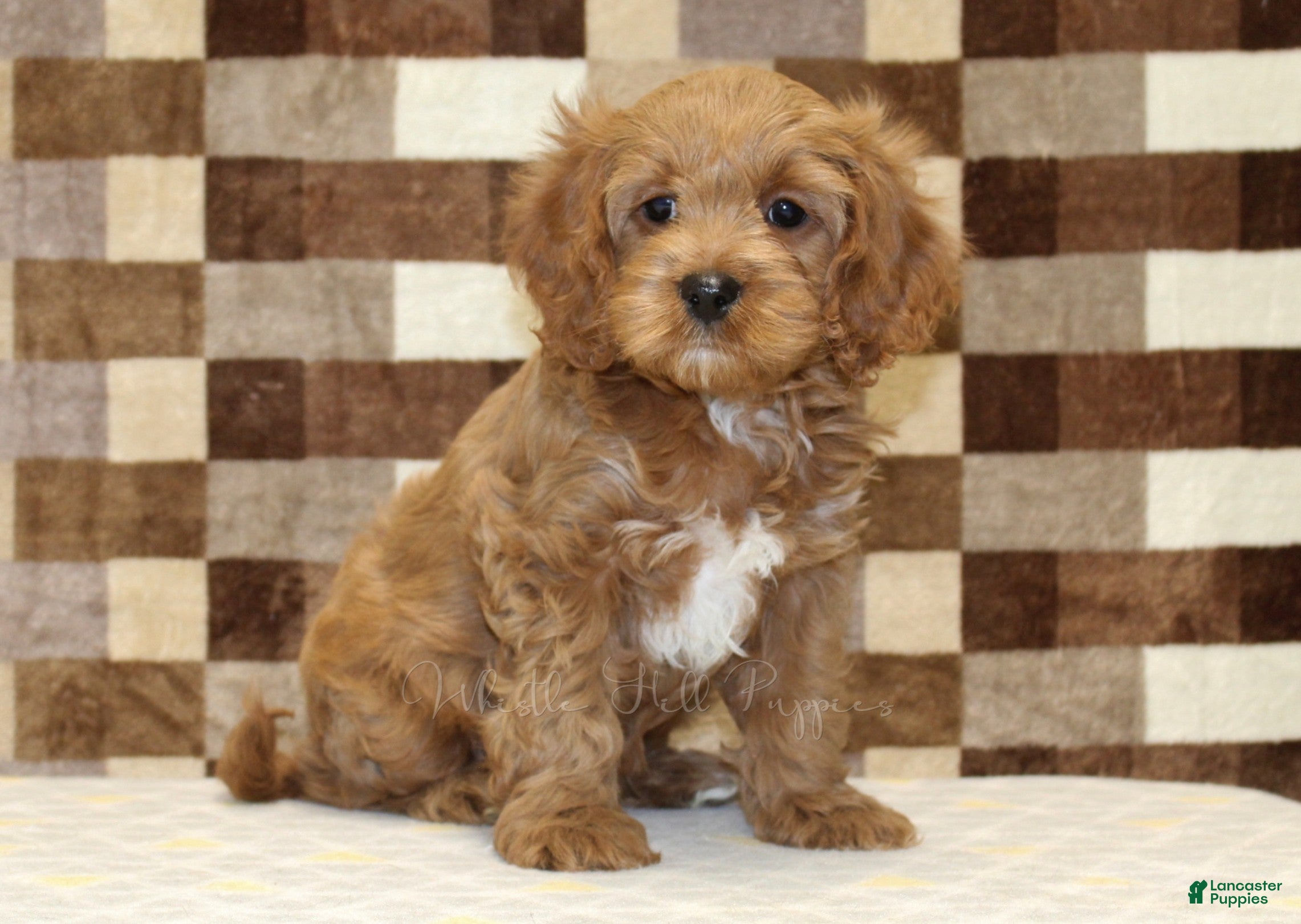 Cavapoo dogs Fairy - Ad 38