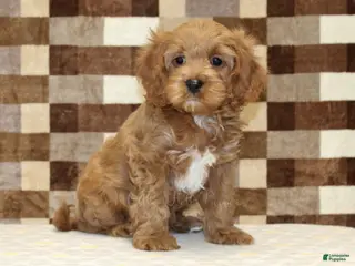 Cavapoo dogs Fairy - Ad 38