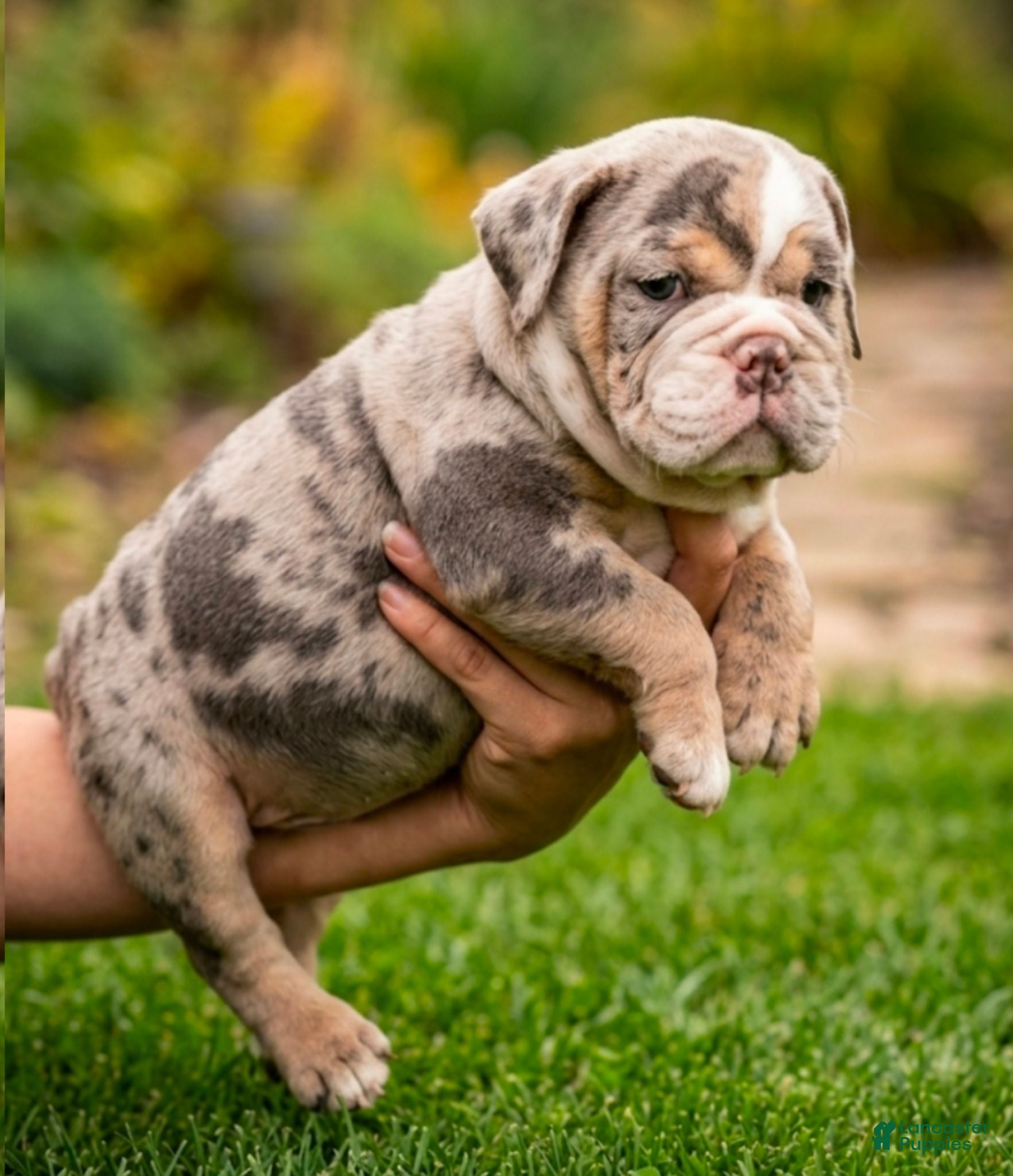Olde English Bulldogge dogs Baby Girl - Ad 1