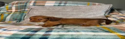 Miniature Dachshund dogs for sale: Jasper - Ad 7