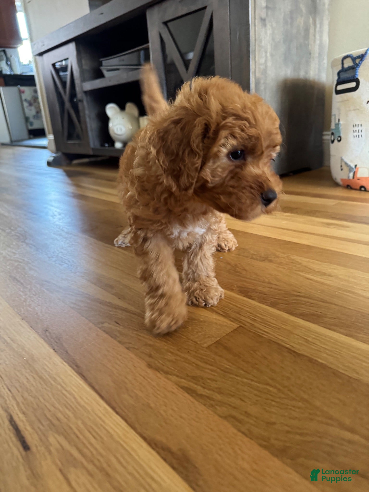 Mixed Breed dogs Mixed Breed 4 - Ad 14