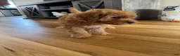Mixed Breed dogs for sale: Mixed Breed 4 - Ad 1
