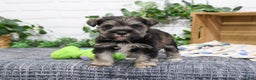 Miniature Schnauzer dogs for sale: Gary - Ad 4