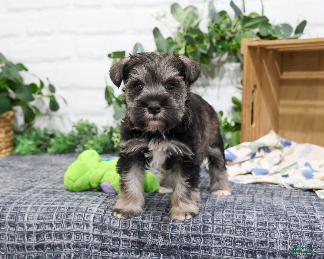 Miniature Schnauzer dogs for sale: Gary - Ad 4