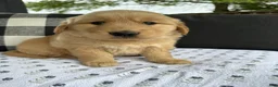 Golden Retriever dogs for sale: Victor - Ad 20