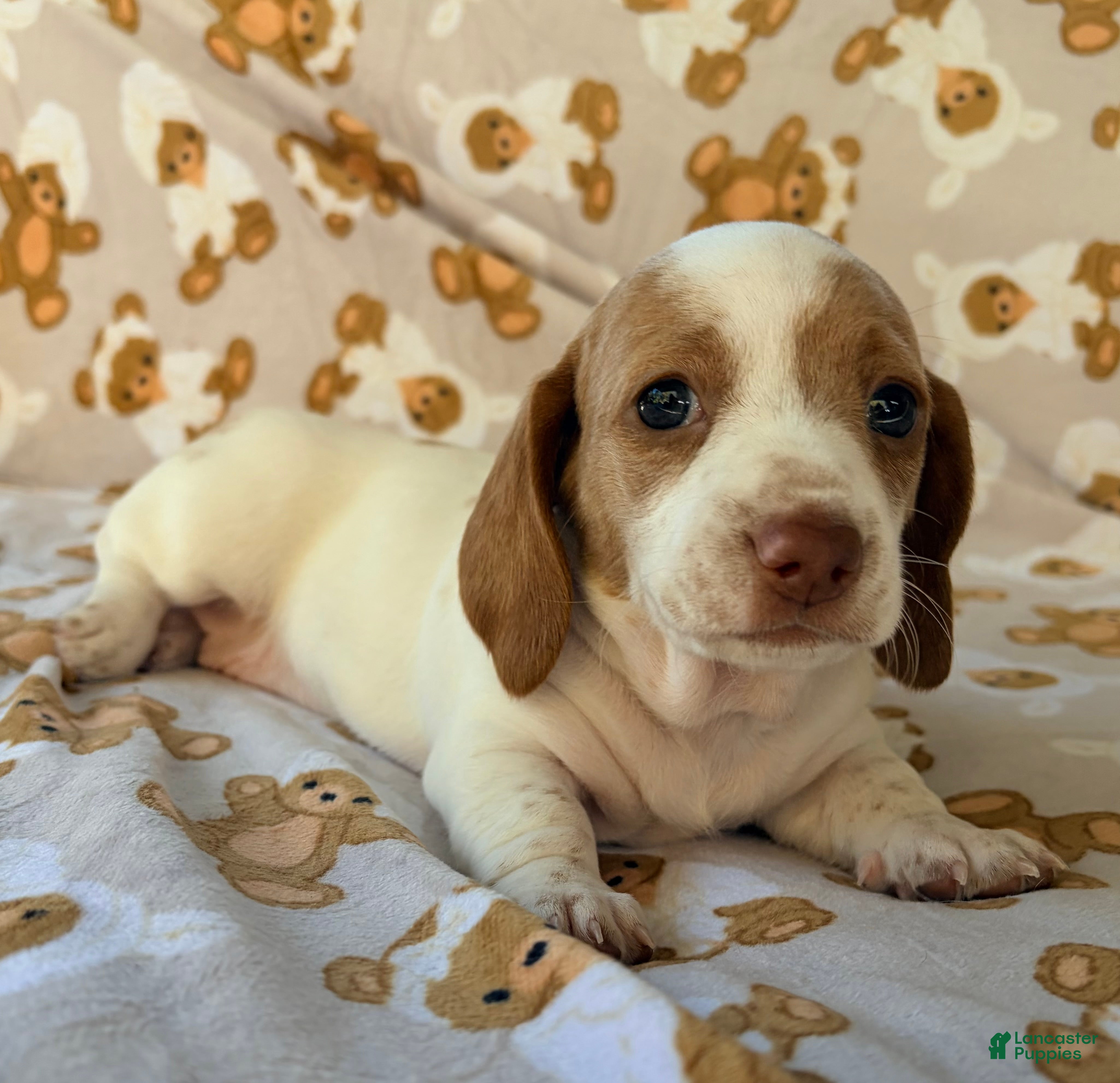 Miniature Dachshund dogs BLOSSOM - Ad 1
