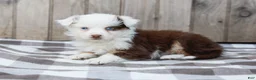 Australian Shepherd dogs for sale: Ruby - Ad 4