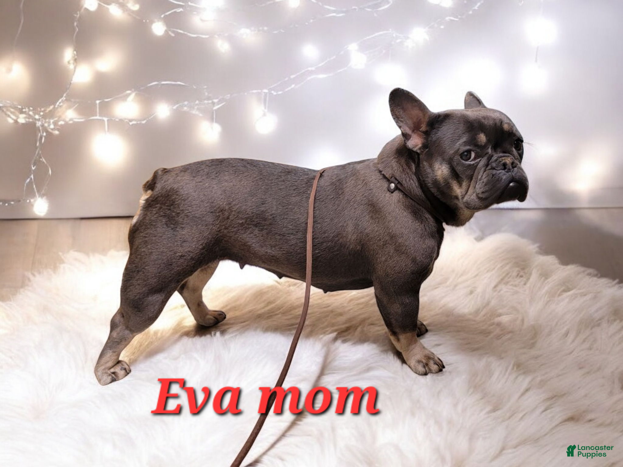 French Bulldog dogs Reba AKC frenchbulldog  - Ad 2