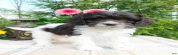 Cockapoo dogs for sale: Hershey  - Ad 4