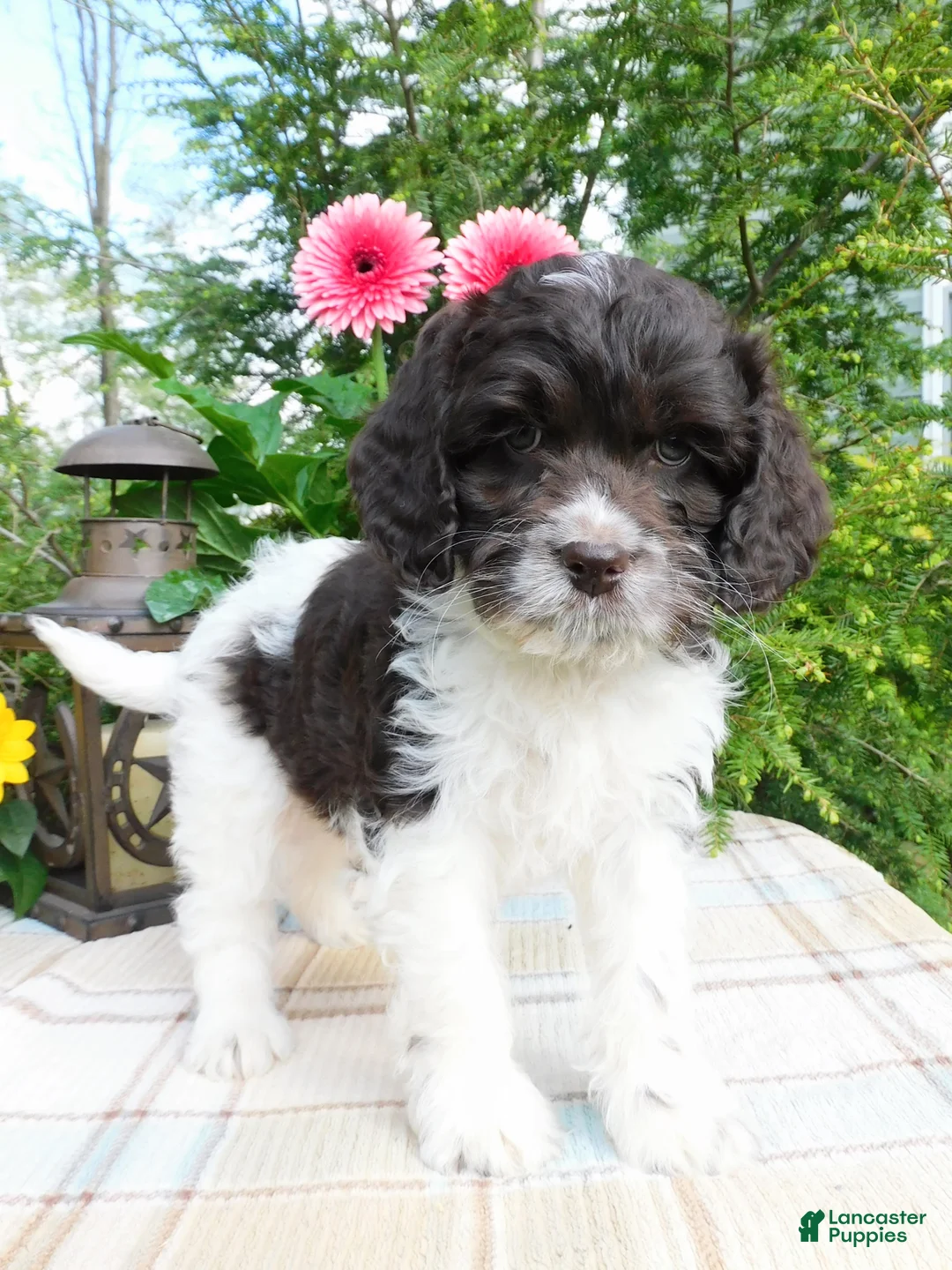 Cockapoo dogs for sale: Hershey  - Ad 4