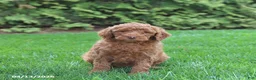 Goldendoodle dogs for sale: Sunny  - Ad 1