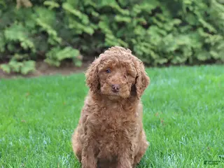 Goldendoodle dogs for sale: Sunny - Ad 1