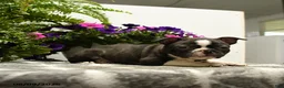 Boston Terrier dogs for sale: Gregory - Ad 3