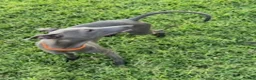 Italian Greyhound dogs for sale: Axel - Ad 7