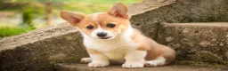 Welsh Corgi Pembroke dogs for sale: Zoey - Ad 5