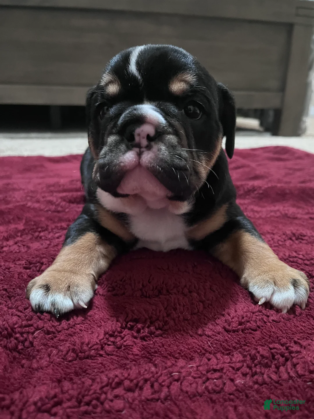 Mixed Breed dogs for sale: Black Tri - Ad 2