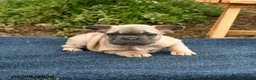 French Bulldog dogs for sale: Flicit - Ad 3