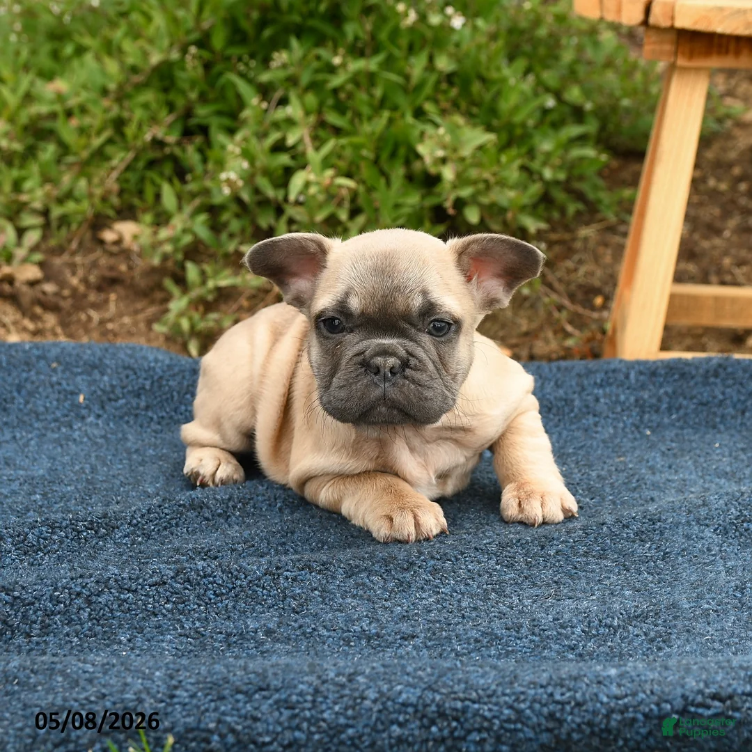 French Bulldog dogs for sale: Flicit - Ad 3
